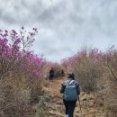 별들은 사라지고...영취산 진달래꽃 이미지