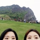 일출봉아로니아 이미지