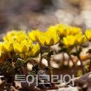 피어나봄