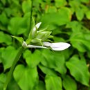 화림가든 이미지