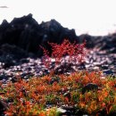 칠면초와 해홍나물 이미지