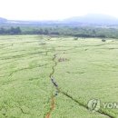 제주메밀영농조합법인 이미지