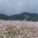 정읍 구절초 축제장인데요 이미지