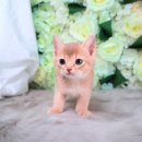 부산고양이 분양 도로시펫 이미지