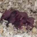 선셋 햄스터리 이미지