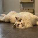 운정고양이호텔 이미지