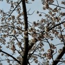 강릉정비(주) | 2026 강릉 벚꽃축제 일정 장소 경포호수 실시간 벚꽃 상황