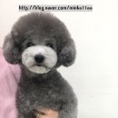 투개더 펫 이미지