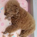 the 굿 dog 이미지