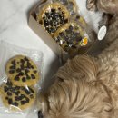 댕냥이 점빵 이미지