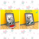 뽀삐애견샵 이미지