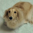 저스틴 멍멍 이미지