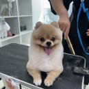 선사애견 이미지