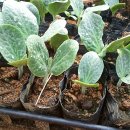 산들바농장 이미지