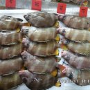 17일 활쭈꾸미, 딱돔, 양식대하(흰다리새우)판매-목포먹갈치 이미지