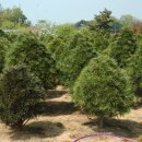 금송농장 이미지