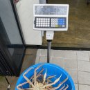 동해 묵호항 대게 맛집 정훈수산 후기