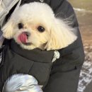 꽃단장 애견미용실 이미지