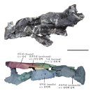 뿔들의 섬 | 유럽에서 살았던 뿔공룡