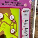 스타석유 | 2026 SK인천석유화학 벚꽃 동산 개방행사 첫 날 후기 꿀팁 4월7일