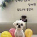 르라움 애견호텔 신암점 이미지