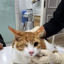 증평가정견훈련소 이미지