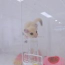 햄동대장 이미지