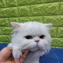 아토냥 이미지