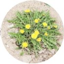 용봉산글램핑 이미지