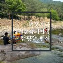 영월 법흥계곡 숲속의아침캠핑장 펜션과 사이트 이용후기 계곡과 수영장이 있는 캠핑장