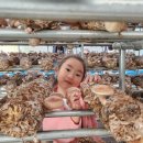 김포표고버섯농장 이미지