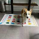 콩이랜드 이미지