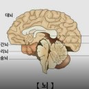 '뇌(腦) 노화 늦추는 방법' 이미지