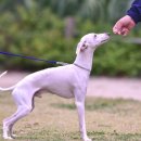 여주-1131 이미지