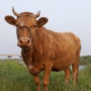 창원시축산농협 동물병원 | 경남도, 2026년 가축질병치료보험 확대 추진…축산농가 진료비 부담 줄어든다