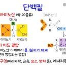 쌍디핵산