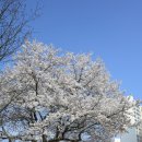 사우중로 | 김포 벚꽃 명소 계양천 4/4 개화상태 실시간 후기 + 주차 정보