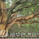 성읍리-13 네이버블로그