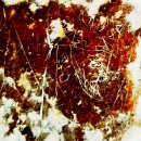 사산 | 사산조 시대 바늘로 그린 암각화 이란 남부 고대 도시서 발견