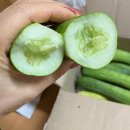 늘푸른농수산물 | 늘푸른사람들의 백다다기 오이 후기