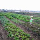 금란초병설유치원 이미지