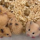 우다다햄쮸 이미지