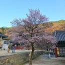 화엄사 | 전남 구례 화엄사 홍매화 실시간 개화 정보