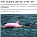 돌고래하우스 이미지