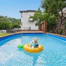 댕댕이애견 네이버블로그