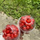 명지리앵두마을 이미지