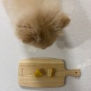 멍멍제과점 이미지