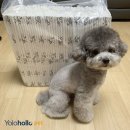 욜로홀로(yolohollo) | 욜로홀로배변패드쓰는 실버푸들 라떼의 리얼후기! 쉬야잘하는 라떼 칭찬해요!배변패드추천