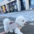 옐레드 시흥은계호수점 | 시흥강아지유치원 반려견을 위한 유치원 옐레드 시흥은계호수점