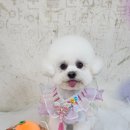 허니애견 이미지